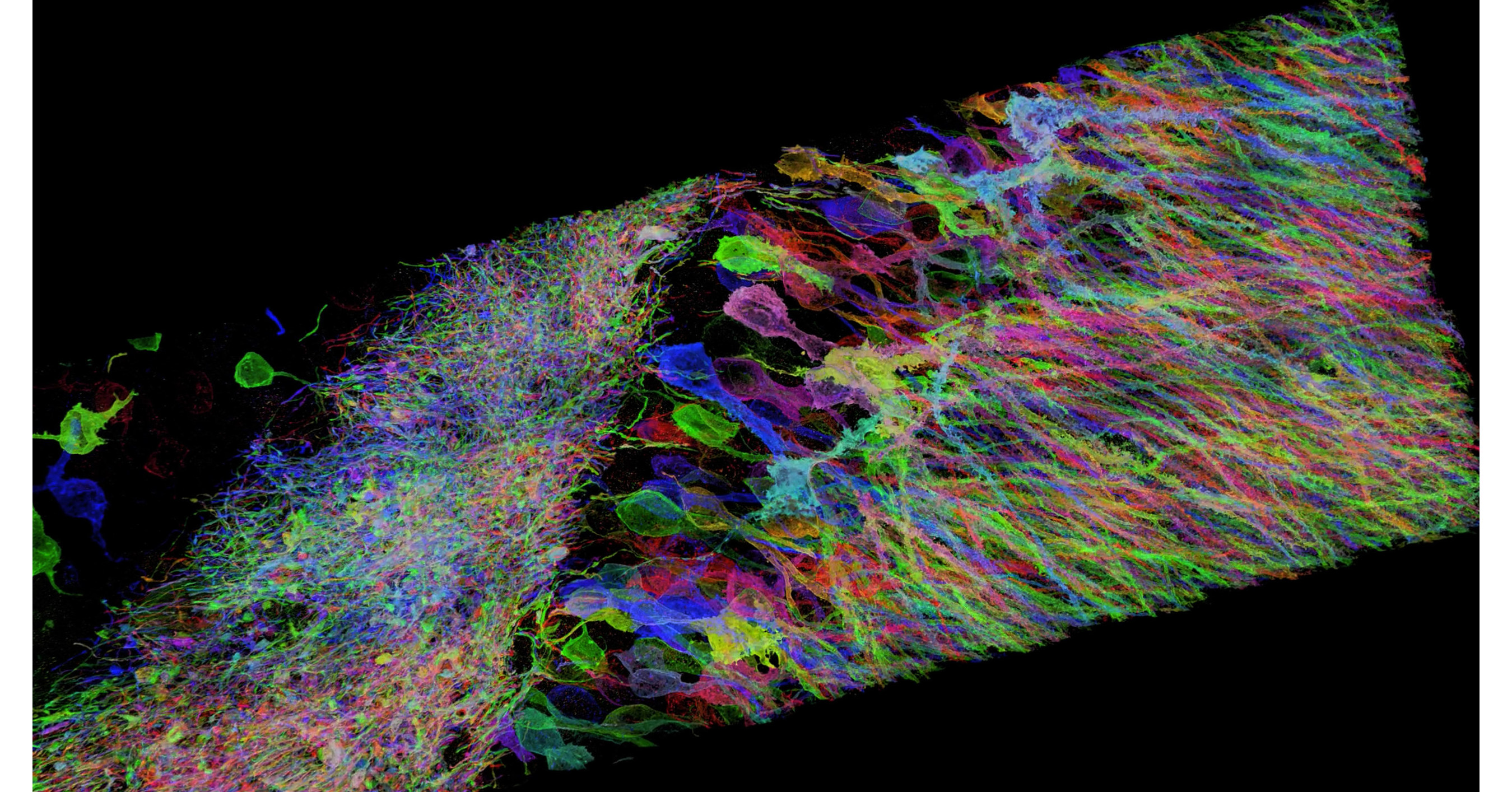 Fixstars Announces The Release of Expansion Microscopy Studio Including