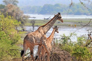 African Parks kündigt Wachstum der Giraffenpopulation in Malawi an durch Umsiedlung nach Majete