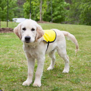 Media Advisory/Photo Opportunity - Come, sit, stay and celebrate CNIB Guide Dogs' first graduating class