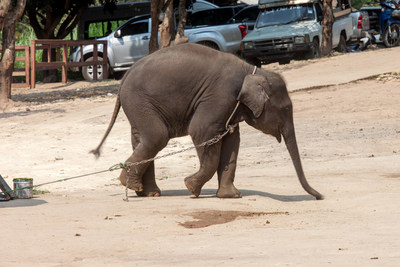 Baby elephant tied up, waiting to entertain tourists at a venue in Thailand. After brutal training as youngsters, elephants like this one spend their lives forced into unnatural interactions with tourists. Photo: World Animal Protection / Saranya Chalermchai (CNW Group/World Animal Protection)