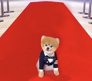 Bentley - the Most Stylish Pom, Shines at NYC's PetCon