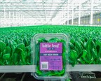 little leaf farms® - the local lettuce you can trust