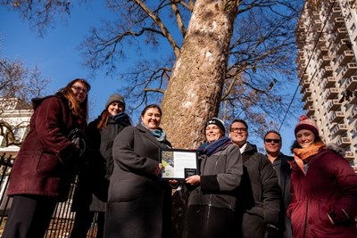 Earlier today, representatives from Forests Ontario, Eldon House Museum, City of London and ReForest London gathered to honour this 150-year-old Sycamore as a Forests Ontario Heritage Tree. (CNW Group/Forests Ontario)