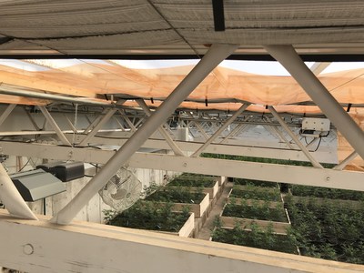 AJ’s Farm in Pueblo County, Colo. uses UbiGro film in its commercial cannabis greenhouse built by GroGeo LLC.