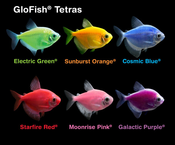 GloFish® Brand of Spectrum Brands Pet LLC Expands Fluorescent Fish