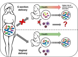 L'accouchement par césarienne perturbe la transmission de bactéries importantes pour la stimulation du système immunitaire de l'enfant, selon une étude coordonnée par le Luxembourg Centre for Systems Biomedicine (LCSB)