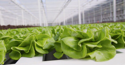 Inspired Greens are grown with triple-filtrated water and are untouched by human hands from seed through harvest. The clean, safe product process addresses persistent concerns over the safety of field romaine lettuce. (CNW Group/Whole Leaf)