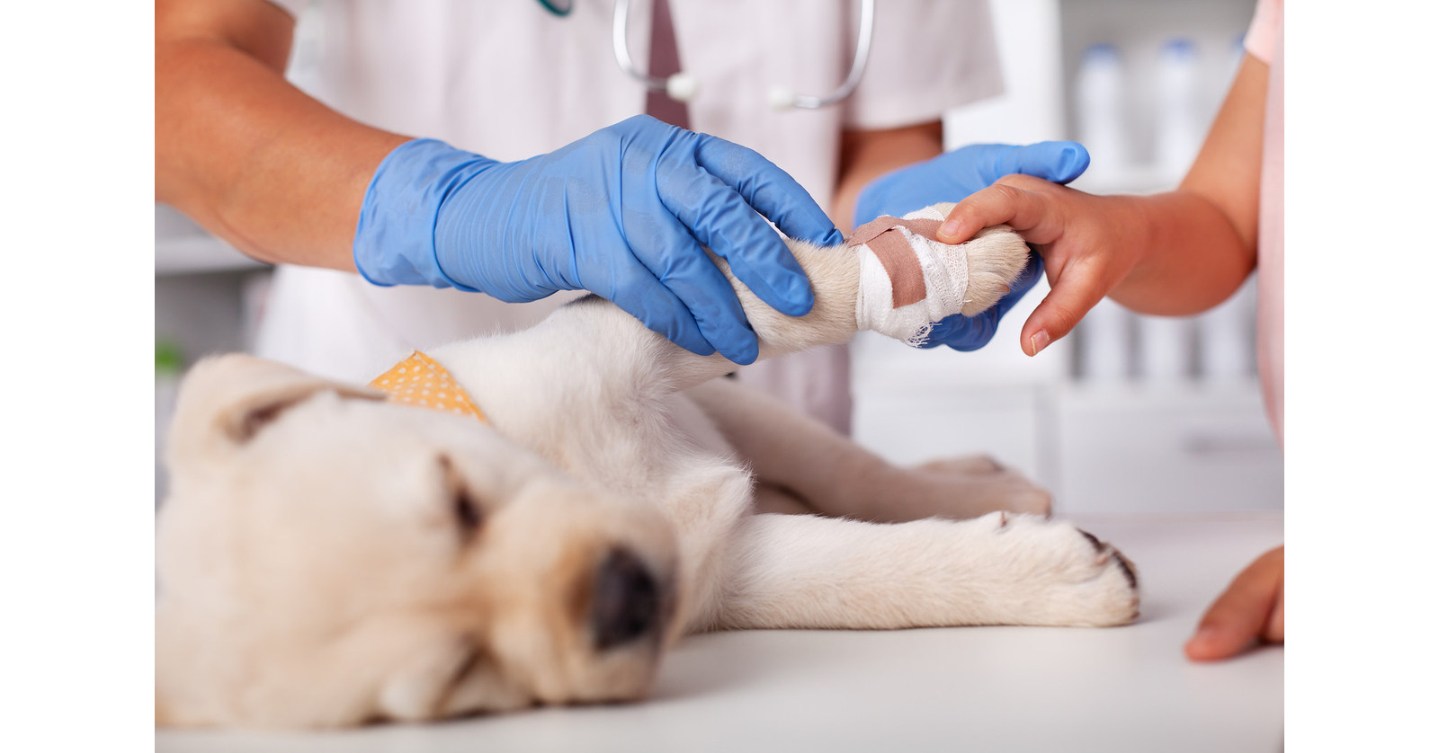 American Financial Benefits Center For Many Vet Techs Helping Animals Costs Financial Security