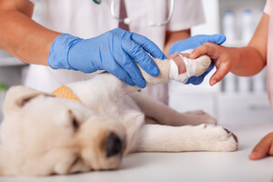 American Financial Benefits Center: For Many Vet Techs, Helping Animals Costs Financial Security