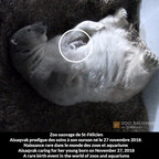 Birth of a polar bear cub at Zoo sauvage de Saint-Félicien