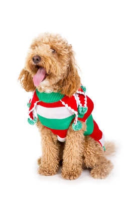 goldendoodle ugly christmas sweater