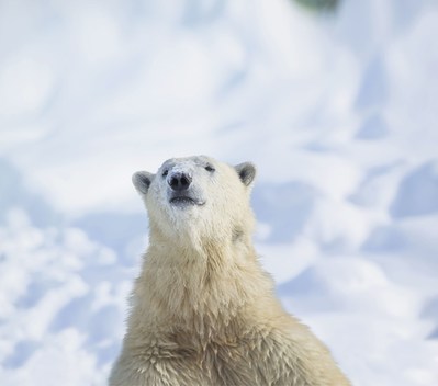 Pendant les travaux d'agrandissement de leur habitat, les ours blancs Eddy (photo) et Taïga seront hébergés au Cochrane Polar Bear Habitat, en Ontario. (Groupe CNW/Société des établissements de plein air du Québec)