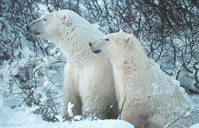 Ours blanc © Gordon Court (Groupe CNW/Comité sur la situation des espèces en péril au Canada)