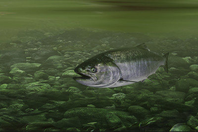 Saumon chinook © Stuart Clarke (Groupe CNW/Comité sur la situation des espèces en péril au Canada)