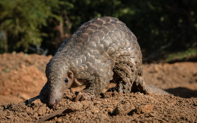 Highly trafficked: More than a million pangolins are believed to have been killed for the traditional Asian medicine trade between 2000-2013.  (c) Neil D'Cruze/World Animal Protection