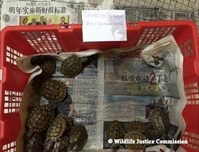 A market for tiny turtles triggered an international criminal