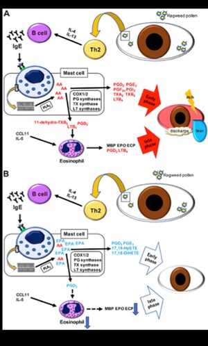 Juntendo University Research: Omega-3 Fatty Acids Suppress Allergic Conjunctivitis Symptoms