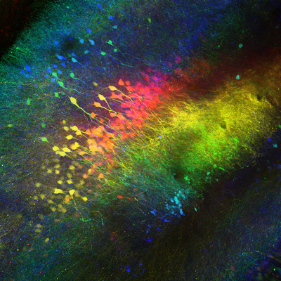 Composite image of neurons in the CA2 hippocampal region in the brain of a mouse (Credit: Felix Leroy and David H. Brann/Siegelbaum lab/Columbia's Zuckerman Institute)