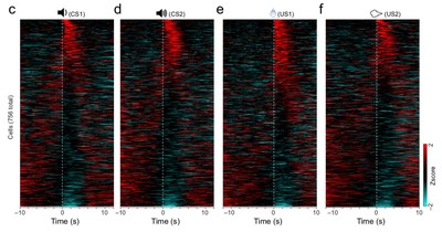 These heatmaps show activity in 756 neurons found in the BLA region of a mouse brain. Spikes in excitement (red) represent responses over time to neutral sounds (c & d), a water reward (e), or a startling puff of air. Maps like these also show how the brain inhibits (blue) an undesired reaction. Black represents moments of non-responsiveness.