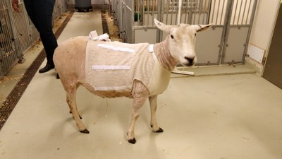 "Toy" the sheep - recipient of fully implanted heart assist (LVAD) from Leviticus Cardio and Jarvikheart