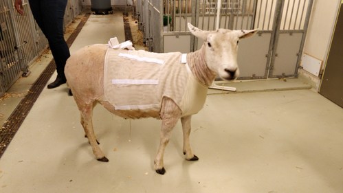 "Toy" the sheep - recipient of fully implanted heart assist (LVAD) from Leviticus Cardio and Jarvikheart