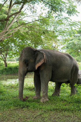 An elephant in a high-welfare venue in Thailand. (c) Thomas Cristofoletti/World Animal Protection