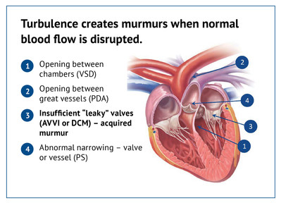 Figure 1: Causes of heart murmurs in dogs (CNW Group/Canadian Animal Health Institute)