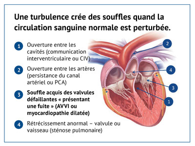 Figure 1 : Causes des souffles cardiaques chez le chien (Groupe CNW/Institut canadien de la sant animale)