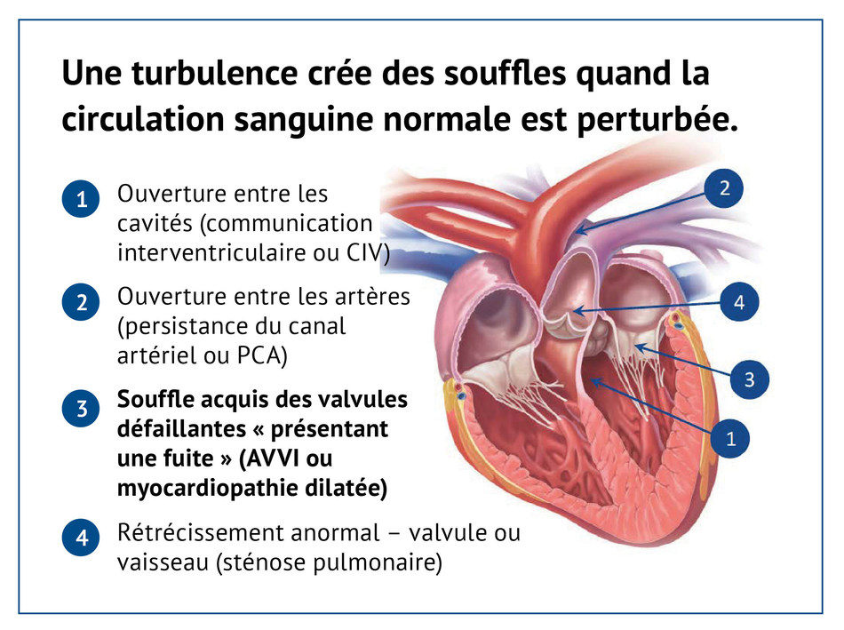 Apprenez à reconnaître les symptômes Conseils pour déceler les signes et gérer les maladies
