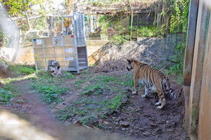 Tiger and Lion rescued after Typhoon devastates island of Saipan