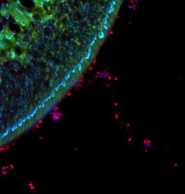 The image shows Strep bacteria (in red) competing to establish a long-term presence on (colonize) the surface of an airway in a mouse.