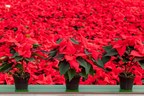 Stars for Europe (SfE):  National Poinsettia Day - 12 December -  Celebrating the Nation's Favourite Christmas Houseplant