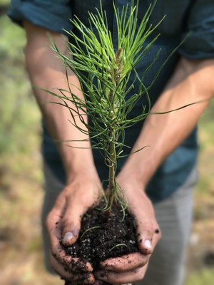 The National Forest Foundation is launching a fund to support tree-planting efforts in California. Learn more at www.nationalforests.org