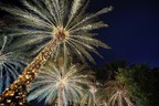 Holiday Happenings Illuminate The Palm Beaches