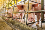 World Animal Protection research finds superbugs in pork products from Carrefour in Spain and Walmart in Brazil