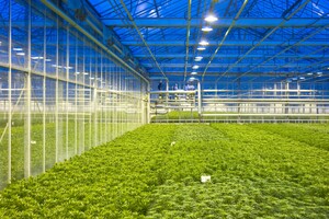 OrganicaWorld Announces 2019 Plans to Grow 29 Different Strands of Industrial Hemp in Florida to Fulfill the Surging Demand of Industrial Hemp Seeds and Plantlets to Farmers