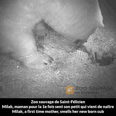 Zoo sauvage de Saint-Flicien, located in Canada, is happy and proud to confirm the birth, on Tuesday, December 11, of a second polar bear cub within the institution. This extremely rare event, the birth of cubs from two different females in the same year at the same Zoo, is excellent news for the genetic diversity of the species, classified globally as Vulnerable by the International Union for the Conservation of Nature (UINC), especially since it is a first litter for the female. (CNW Group/ZOO SAUVAGE DE SAINT-FELICIEN - CENTRE DE CONSERVATION DE LA BIODIVERSITE BOREALE)