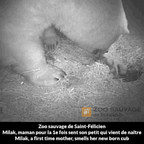 Zoo sauvage de Saint-Félicien, in Canada, announces an unusual event, the birth of a second polar bear cub in less than 15 days