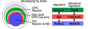 Kanazawa University Research: Neuroscience-protein That Divides the Brain