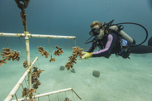 Renewed Hope for Coral Reefs Around the World