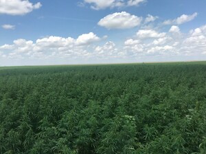 Bija Hemp Announces Success of Largest US Certified Seed Harvest