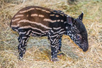 Endangered Malayan tapir calf born at ZooTampa at Lowry Park