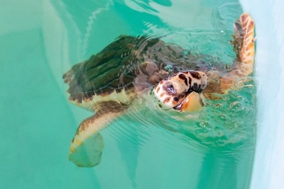 Clearwater Marine Aquarium (CMA), home to Winter the rescued dolphin from the movies Dolphin Tale and Dolphin Tale 2, welcomed a new rescued animal as a permanent resident. Snorkel, a rescued loggerhead sea turtle, is blind and missing parts of her nose and jaw; therefore she is unable to be released back into the wild. CMA rescues, rehabilitates and releases marine life, and permanently cares for those that lack the survival skills to return to the wild.