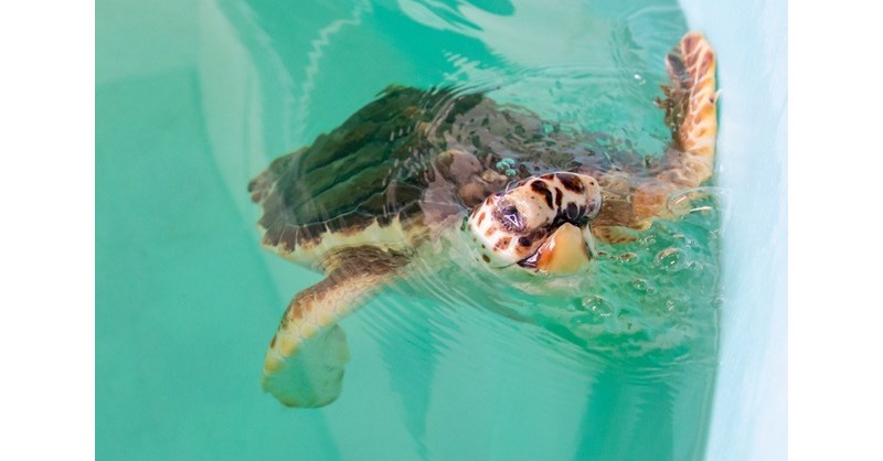 Clearwater Marine Aquarium's Nicholas the dolphin, turtle make World Series  picks