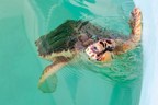 Rescued Blind Sea Turtle, "Snorkel," Joins Winter the Dolphin from the Dolphin Tale Movies