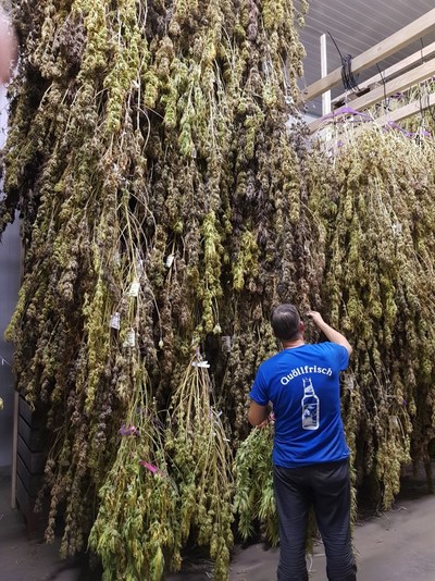Viridi’s Geneva cannabis crop being hang dried (CNW Group/LGC Capital Ltd)