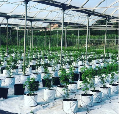 Cannabis planted at Global Canna Labs in Montego Bay, Jamaica (CNW Group/LGC Capital Ltd)