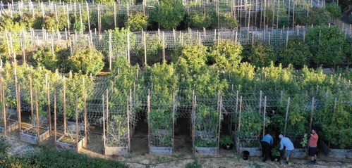 Grown Rogue outdoor cultivation produced record levels of high THC above 35% in Oregon (CNW Group/Grown Rogue)