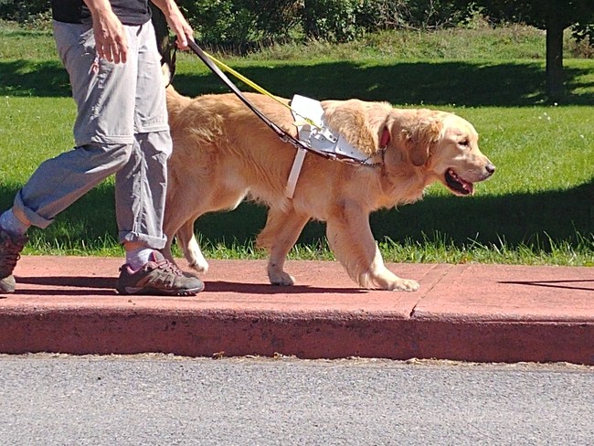 Golden retriever is one of the most common breeds used by Canadian Guide Dogs for the Blind. (CNW Group/Canadian Guide Dogs for the Blind)