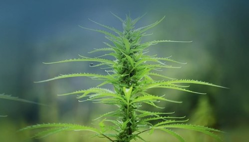 Province Brands of Canada — the Canadian company developing the world’s first beers brewed from the cannabis plant — today announced it signed a Letter of Intent with the Canadian Hemp Farmers Alliance (CHFA), establishing CHFA as a supplier of hemp stalks to Province Brands. (CNW Group/Province Brands of Canada)